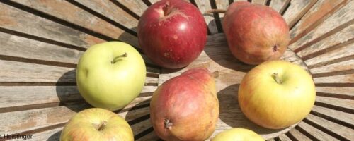 Äpfel und Birnen auf einem Tisch