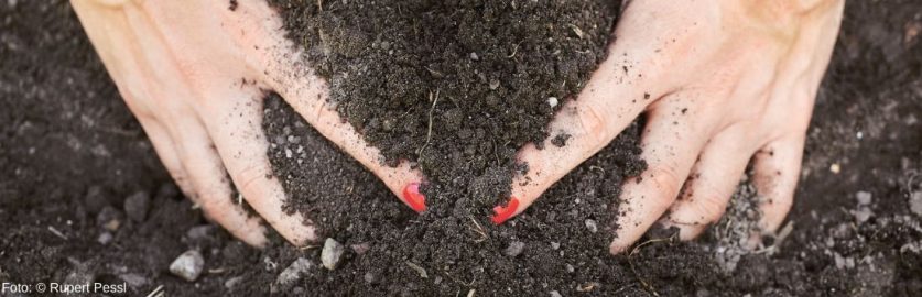 Gärtnern entspannt Ultimativer Gartenratgeber Löwenzahn