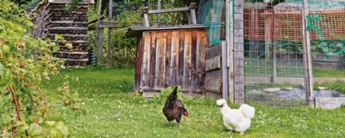 Hühner im Garten