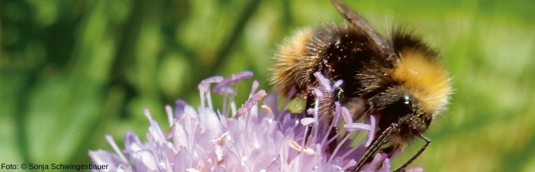 Hummel auf einer Blüte