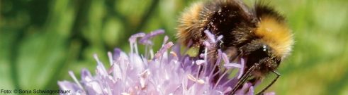 Hummel auf einer Blüte