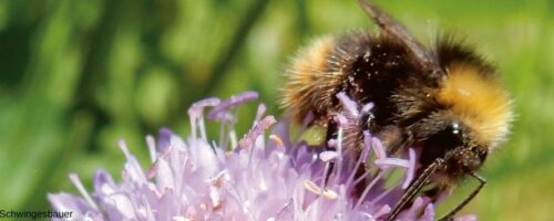 Hummel auf einer Blüte