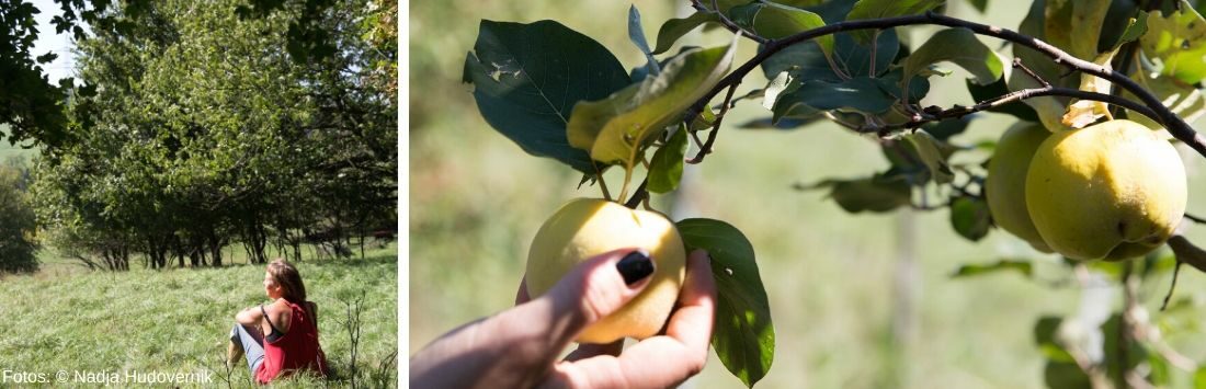 Sigrid Drage auf einer Streuobstwiese und Äpfel am Baum