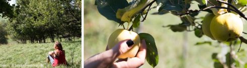 Sigrid Drage auf einer Streuobstwiese und Äpfel am Baum