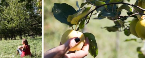 Sigrid Drage auf einer Streuobstwiese und Äpfel am Baum