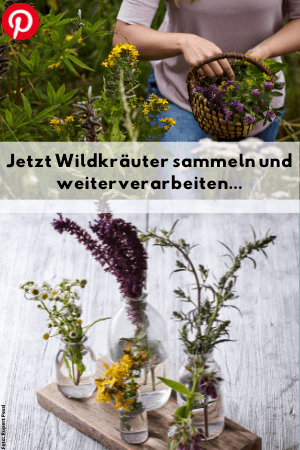 Jetzt Wildkräuter sammeln und weiterverarbeiten