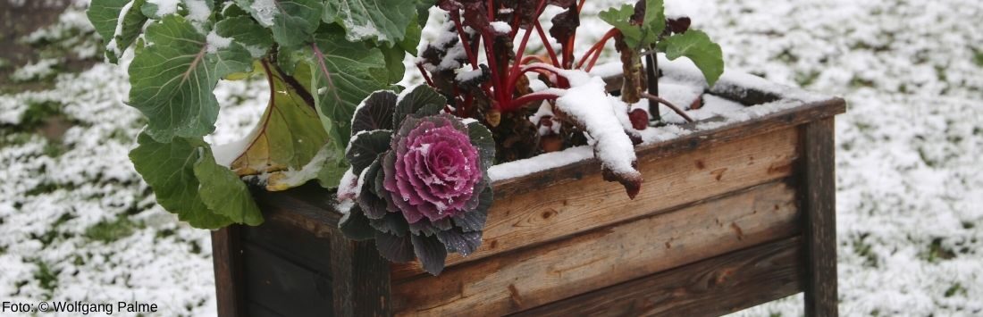 Hochbeet im Winter