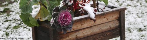 Hochbeet im Winter