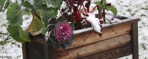 Hochbeet im Winter