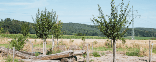 Bäume in Agroforstwirtschaft
