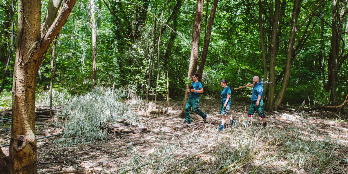 Drei Männer im Wald auf der Suche nach einem geeigneten Standort für Agroforstwirtschaft