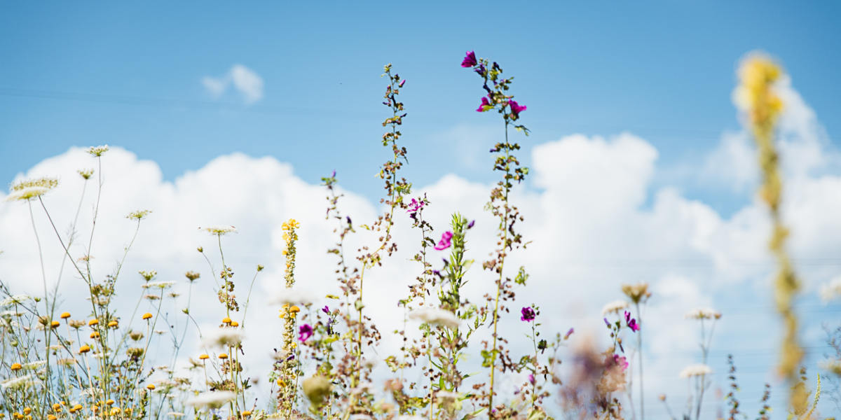 Teil einer Blumenwiese