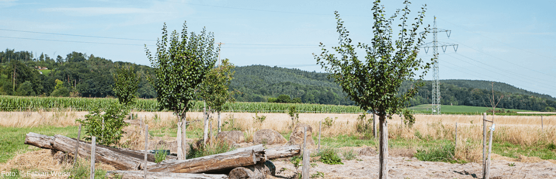 Bäume in Agroforstwirtschaft