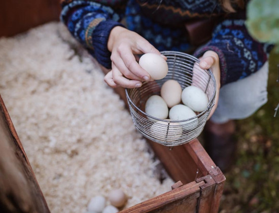 Frau sammelt Eier in Korb ein.