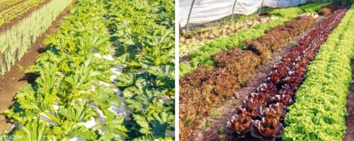 Market Gardening
