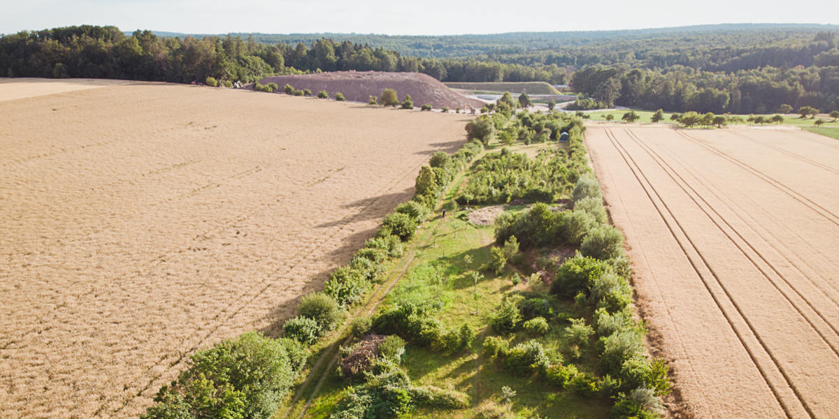 Zwei Ackerflächen mit Agroforstwirtschaft in der Mitte