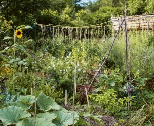 wild wachsender Garten