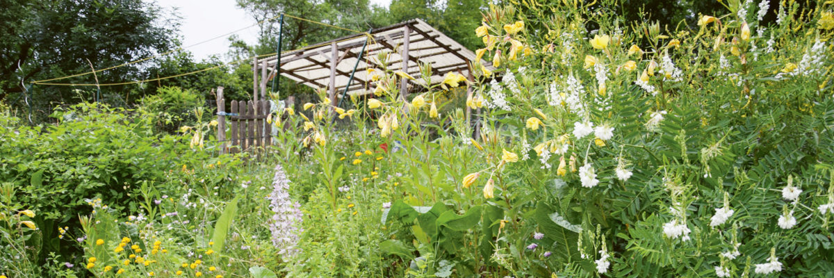 Permakultur Garten