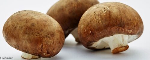 Champignons