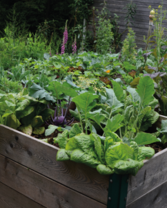 Hochbeet Anbaufläche Selbstversorger werden