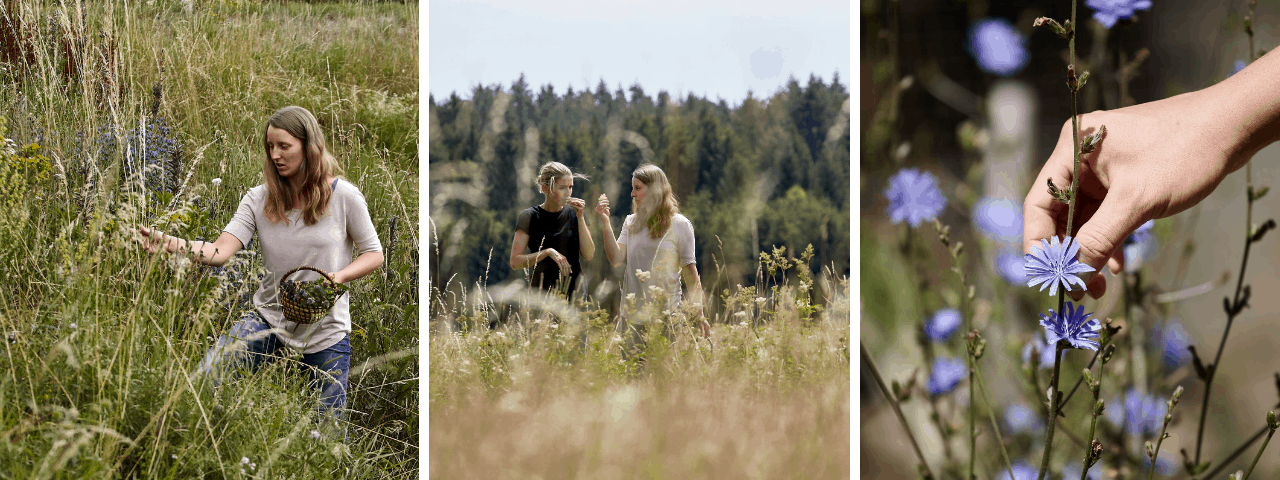 Wo kann man essbare Wildkräuter besser kennenlernen als auf einer Kräuterwanderung? Gerda Holzmann nimmt ich auf ihren Kräuterwanderungen mit in die wilde Waldviertler Natur! Fotos: © Rupert Pessl