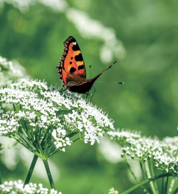 Blühender Giersch mit Schmetterling