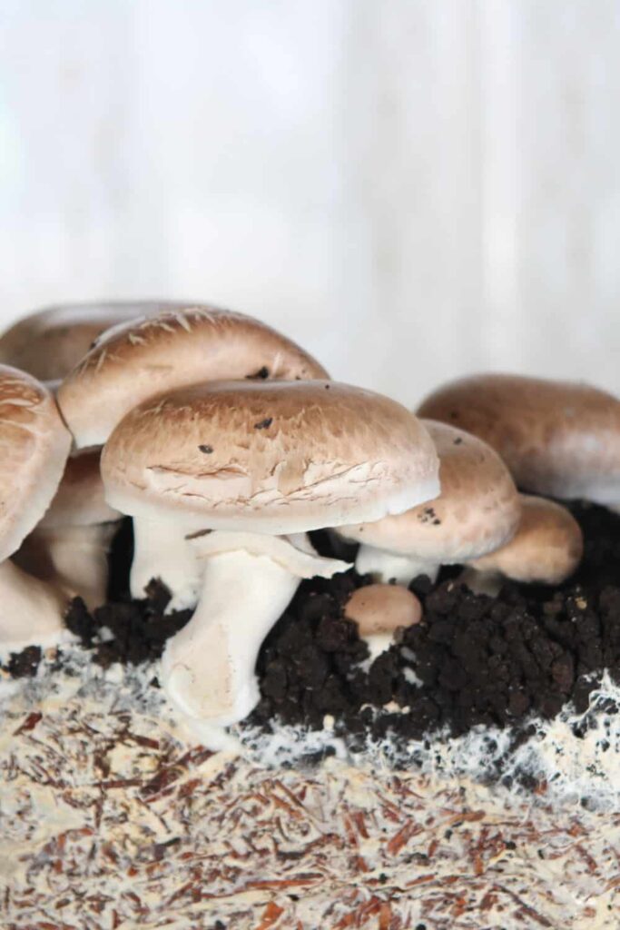 Champignons lagern & aufbewahren | Löwenzahn Verlag