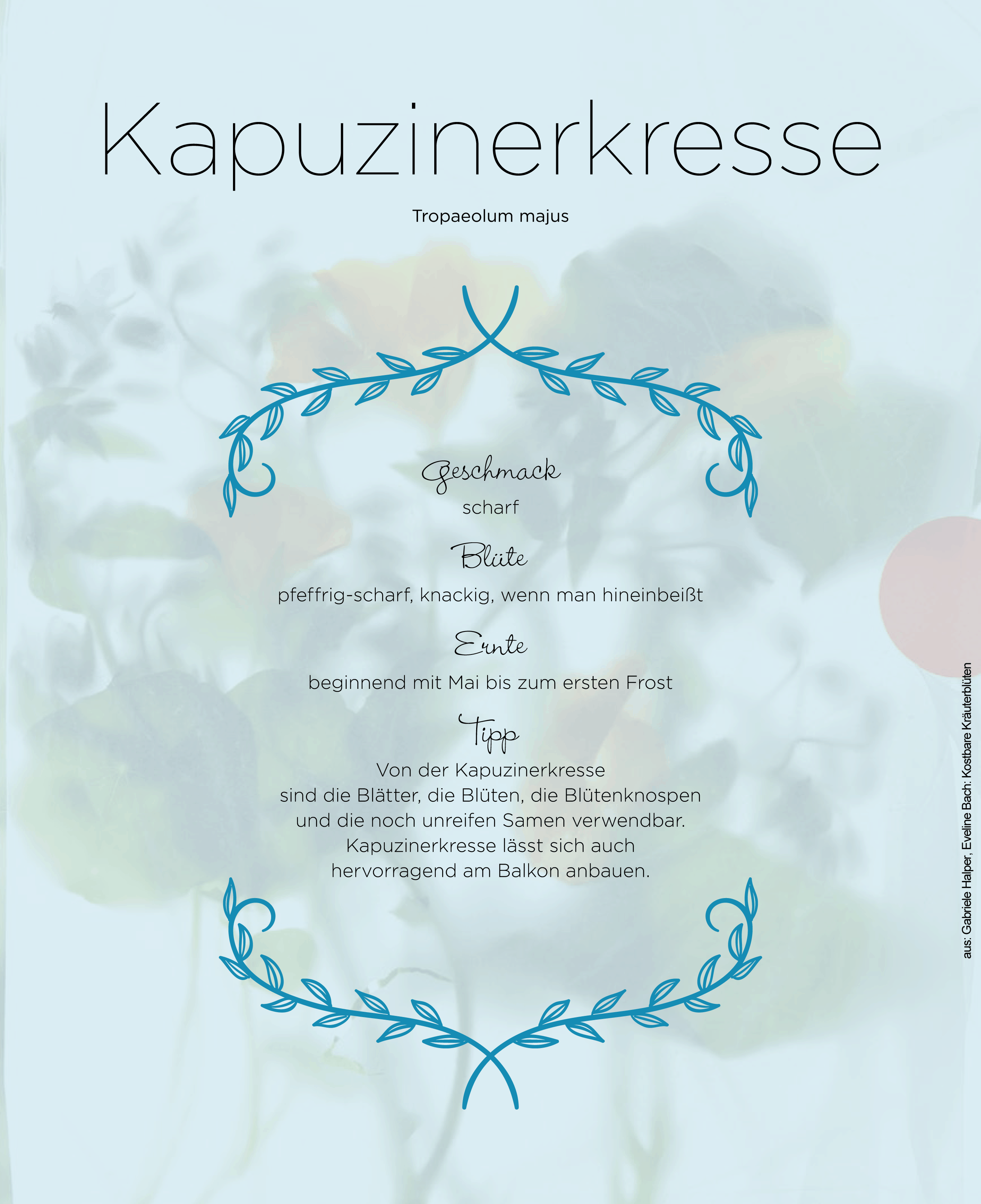 Kräftig bunte Augenweide und würzig-aromatische Köstlichkeit: Die Kapuzinerkresse lässt sich hervorragend am Balkon anbauen und die Blüten schmücken nicht nur den Teller in kräftigen Farben, sondern schmeicheln auch dem Gaumen.