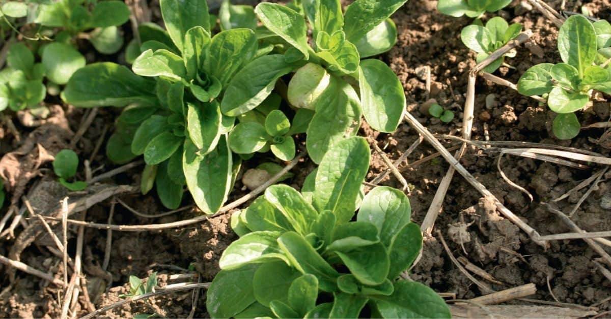 Feldsalat im Garten im Frühling