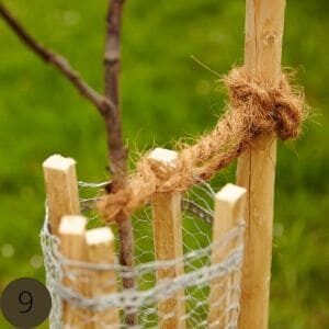 Der Obstbaum wird festgebunden