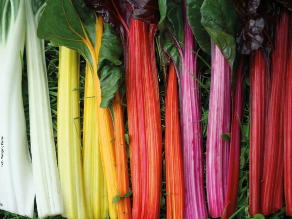 Die Farbpalette der Stielmangold-Sorten ist so groß, dass man wirklich von einem Mangold-Regenbogen sprechen kann. Die Stielmangoldstöcke gedeihen auch prächtig im Topf. Foto: Wolfgang Palme