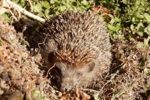 Igel im Wildgarten