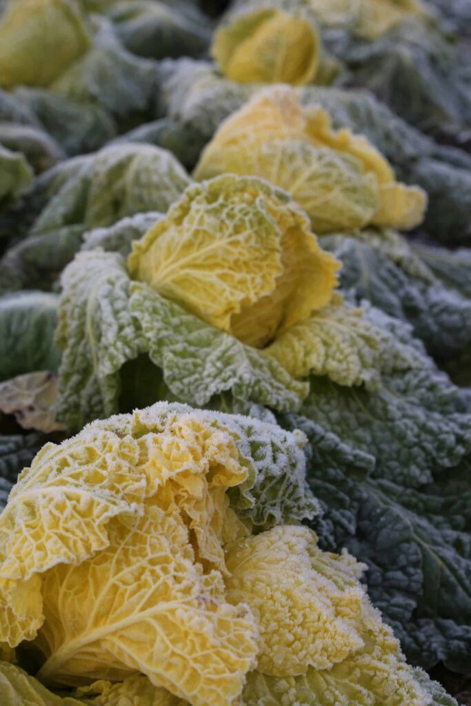 Erst durch Kälte und Frost verwandeln sich die hellgrünen Blätter des Butterkohls in leuchtend gelbe Augenweiden im eigenen Garten. Foto: © Johannes Hloch