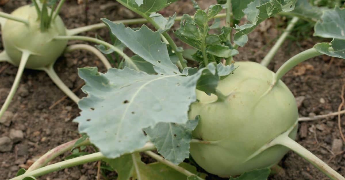 Reifer Kohlrabi