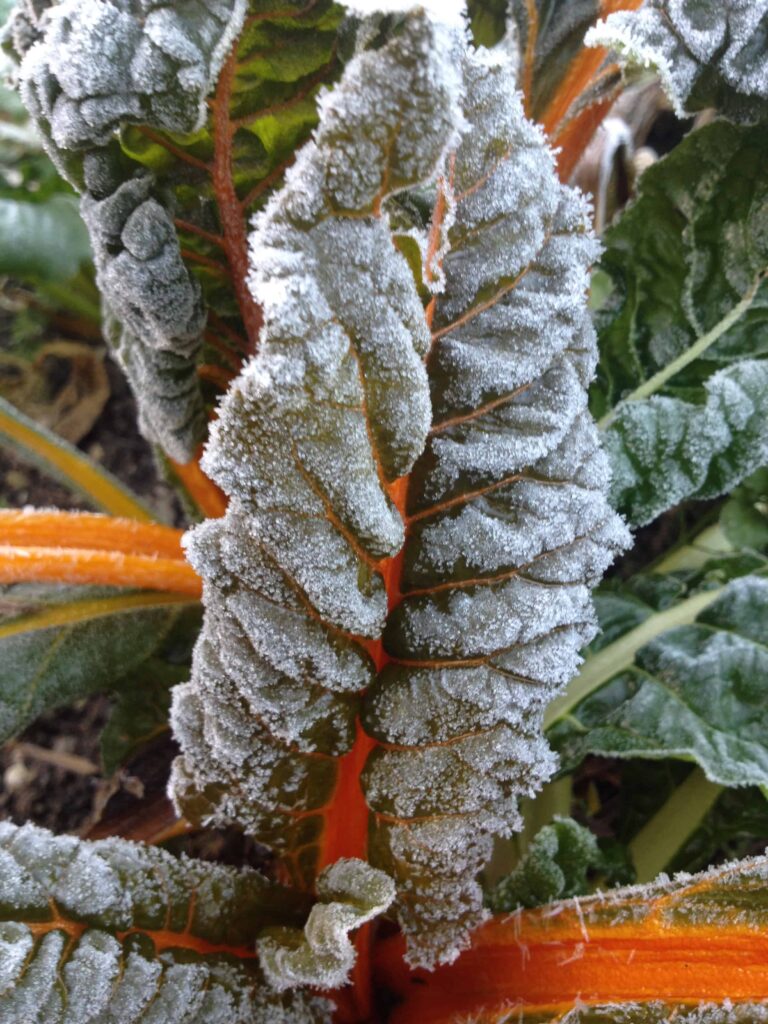 Die bunten Blätter des Mangolds zaubern Farbe in deinen winterlichen Garten! Foto: © Wolfgang Palme