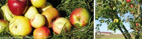 Apfelbaum und Äpfel in der Wiese