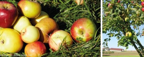Apfelbaum und Äpfel in der Wiese
