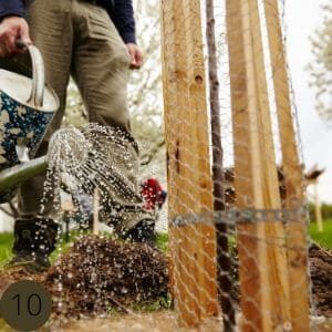 Der Obstbaum wird gegossen