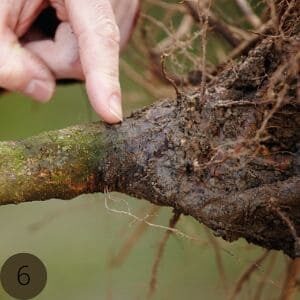 Veredelungsstelle des Obstbaumes