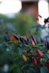 anleitung für gemüse in deinem permakultur-garten