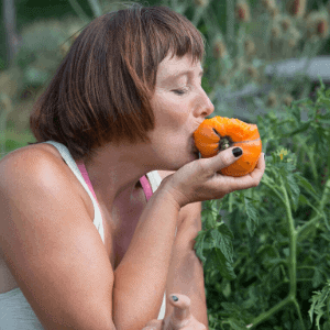 tomaten ernten und permakultur genießen