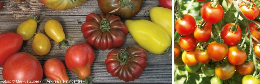 Tomaten am Tisch und an der Pflanze