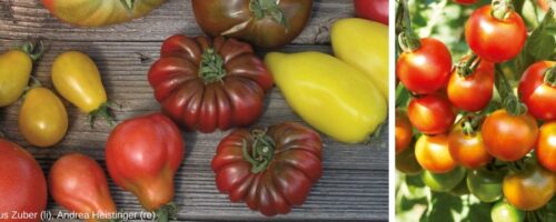 Tomaten am Tisch und an der Pflanze