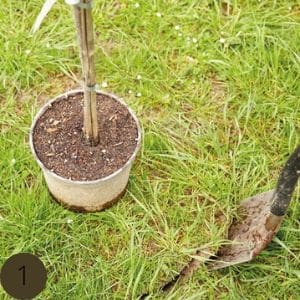 Obstbäume richtig pflanzen so gelingt's Löwenzahn