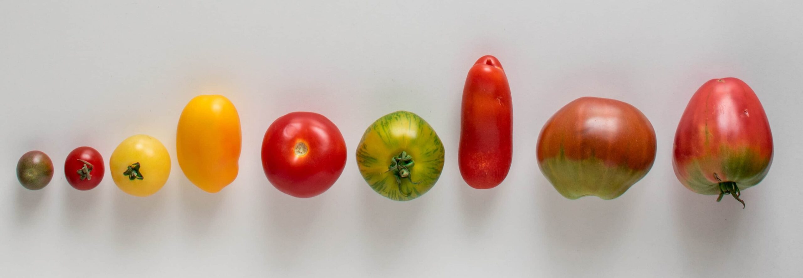 schmuckfoto tomaten hochformat (2)