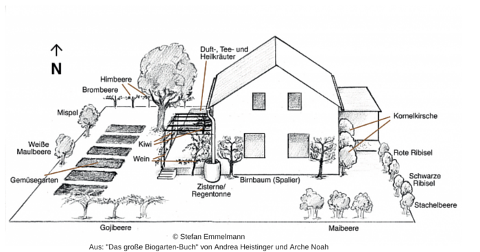 Garten anlegen: Auch ein durchschnittlich großer Garten lässt sich vielfältig mit Nutzpflanzen bebauen. Außerhalb des Weinbaugebietes müssen Weiße Maulbeere und Mispel durch kälteverträglichere Pflanzen ersetzt werden. Statt Obststräuchern kann man auch Topinambur als Sichtschutzpflanze entlang des Zaunes pflanzen. Oder man pflanzt verschiedene großfruchtige Wildrosen, die dann im Winter köstliche Hagebutten tragen. Zu den Ansprüchen der einzelnen Arten findest du weitere Infos in "Das große Biogarten-Buch" von Andrea Heistinger und Arche Noah, das auch als Gartenplaner wertvolle Dienste leistet.