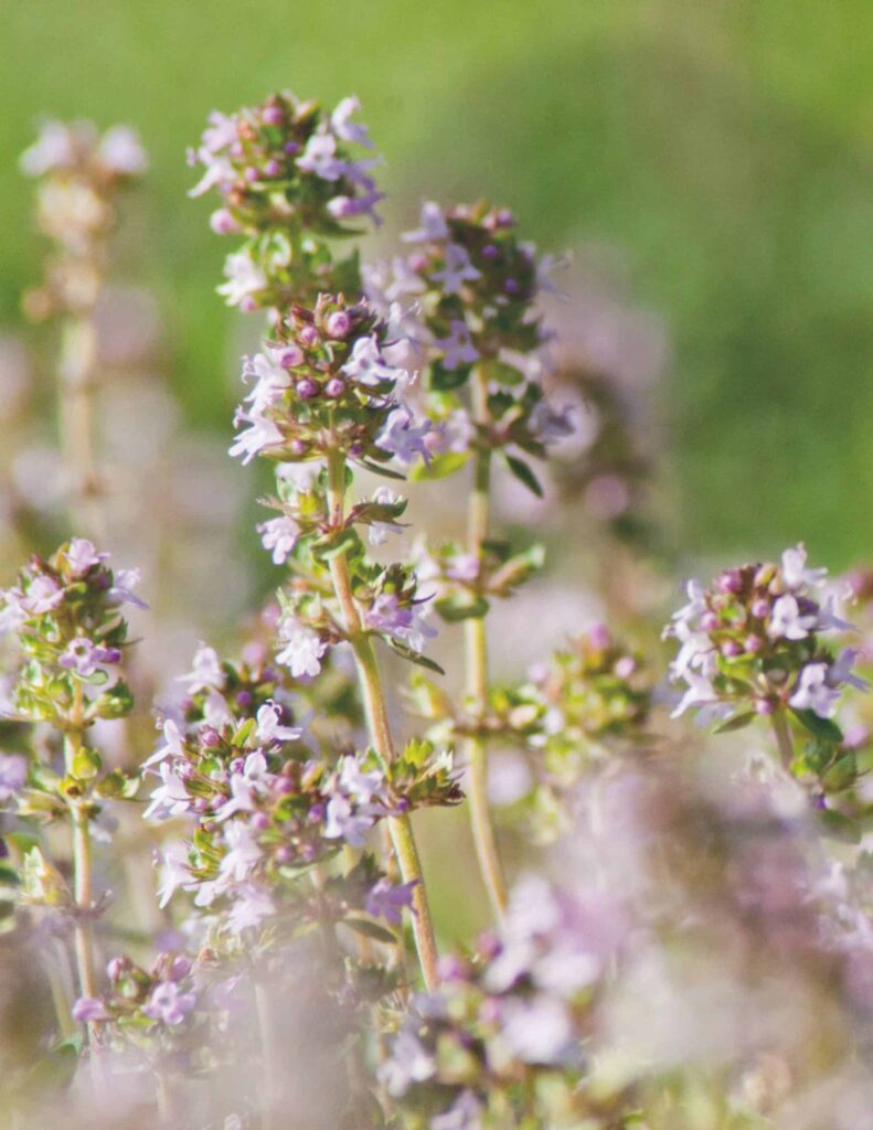 Thymian wirkt krampflösend auf die Bronchien sowie antibakteriell. Foto: © Alice Hönigschmid