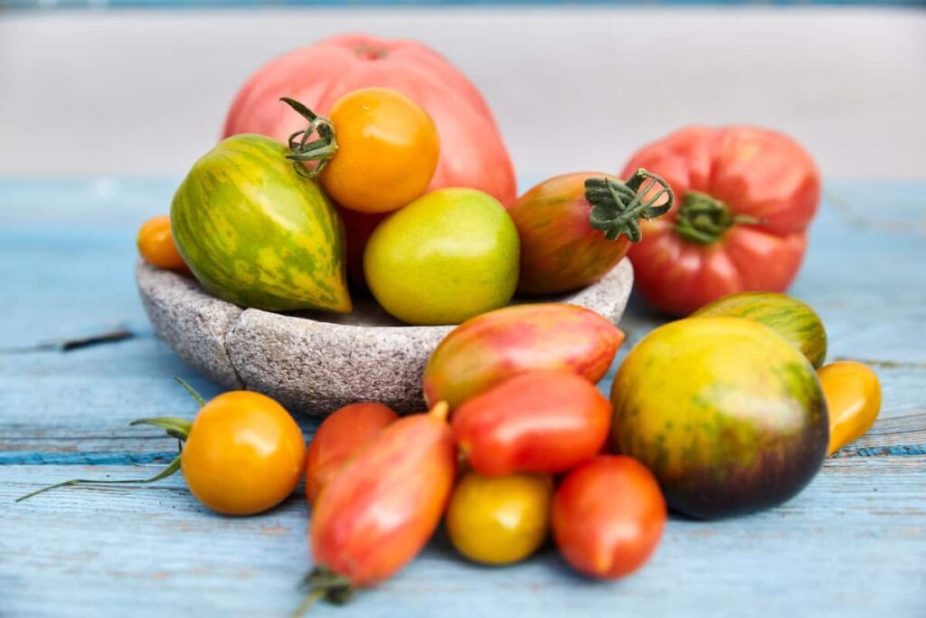 Tomaten vom Balkongarten