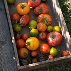 Tomaten, Ernte, Permakultur