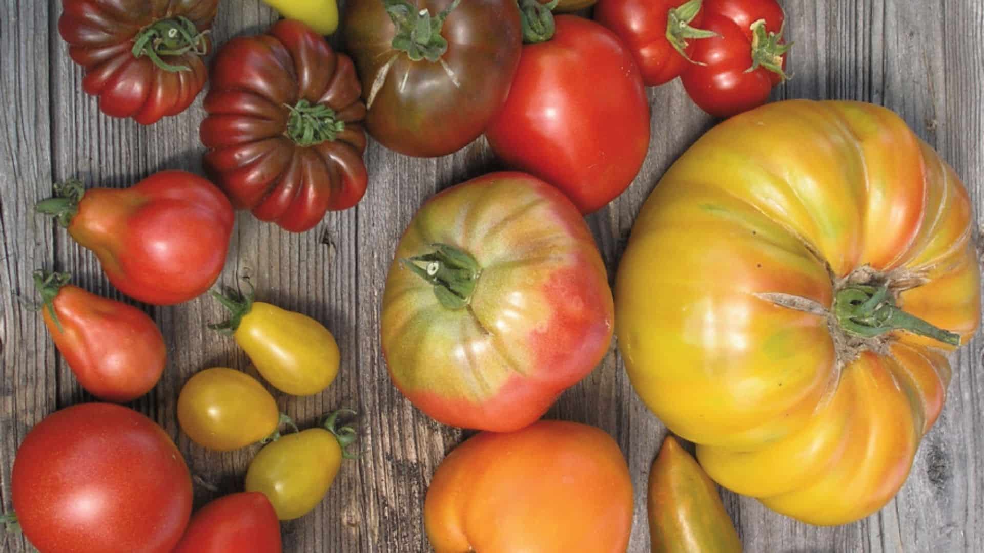 aus samenfesten Sorten tomatensamen gewinnen